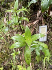 Kadua centranthoides