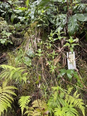 Kadua centranthoides