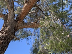 Pinus halepensis