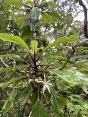 Clermontia parviflora