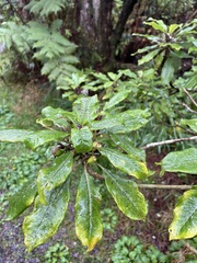 Clermontia parviflora