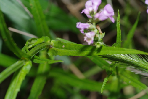 Image of Physostegia pulchella by (c) Michelle W. （鍾偉瑋）, some rights reserved (CC BY)