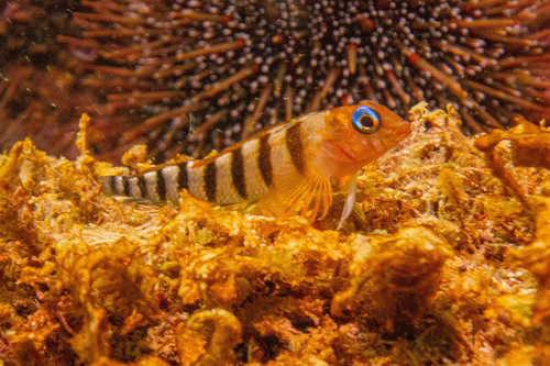 Blue-eyed triplefin (Notoclinops segmentatus) — Tripterygiidae — 4