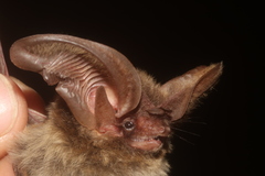 Idionycteris phyllotis