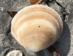 Pseudarcopagia decora