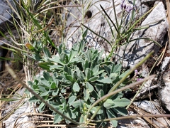Boechera breweri