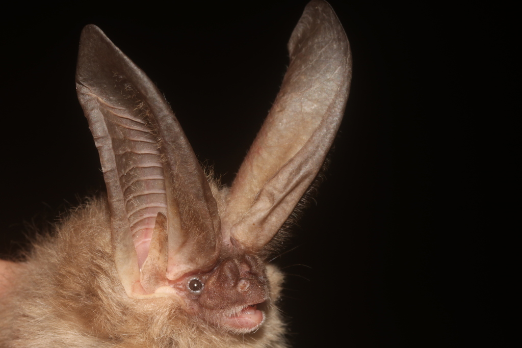 big-eared bats