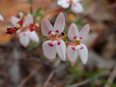 Stylidium repens