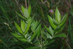 Amsonia repens