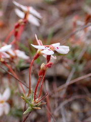 Stylidium repens