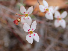 Stylidium repens
