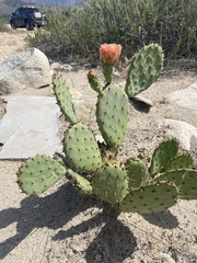 Opuntia × vaseyi