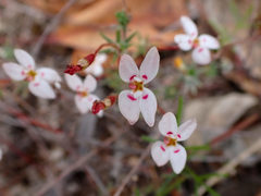 Stylidium repens