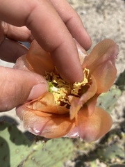 Opuntia × vaseyi