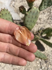 Opuntia × vaseyi