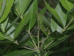 Amsonia repens