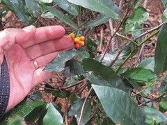 Monanthotaxis caffra