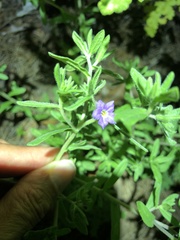 Calibrachoa parviflora