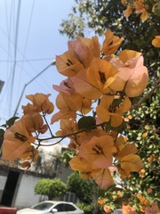 Bougainvillea