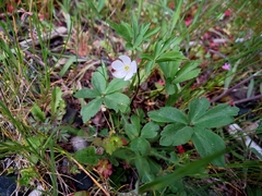 Anemonoides quinquefolia