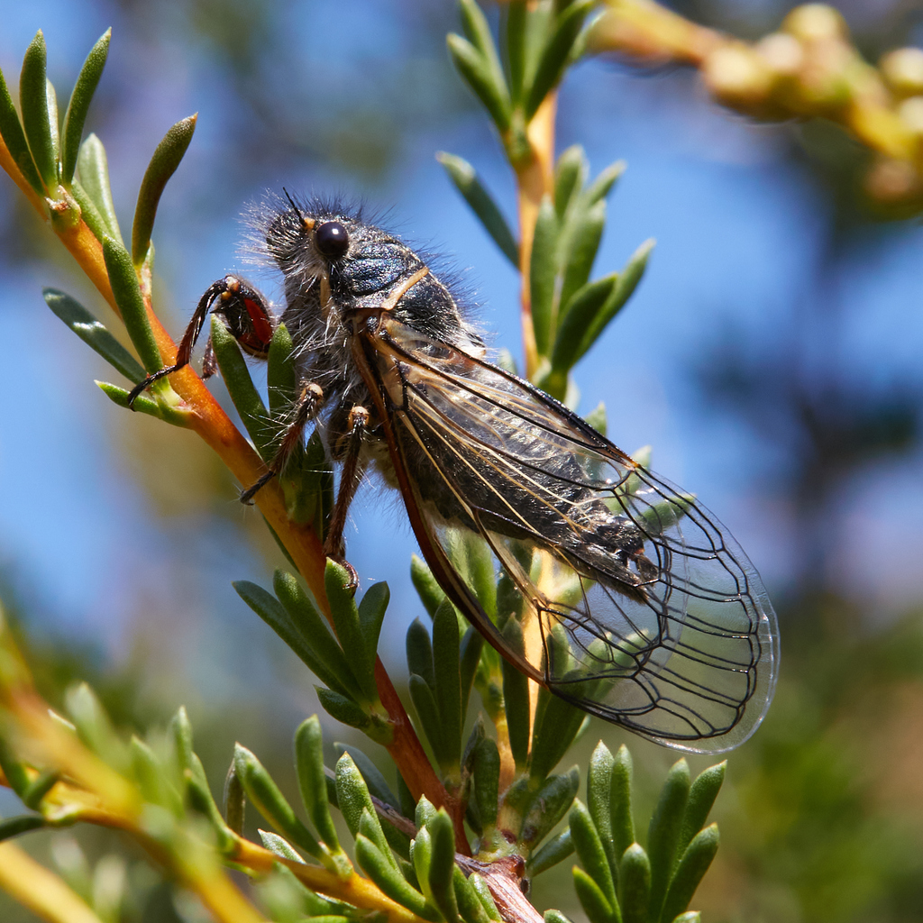 Neoplatypedia ampliata