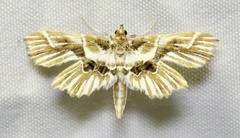 Undulambia striatalis