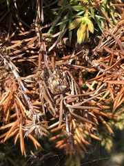 Araneus grossus