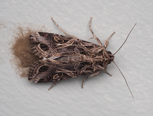 Oriental leafworm moth photo 6