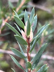 Styphelia triflora