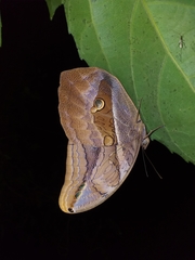 Eryphanis automedon