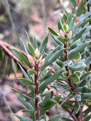 Styphelia triflora