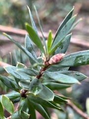 Styphelia triflora