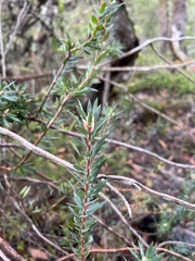 Styphelia triflora