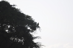 Eupsittula canicularis