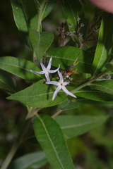 Amsonia repens