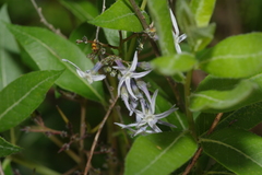 Amsonia repens