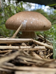 Agaricus subrufescens
