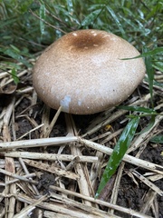 Agaricus subrufescens