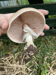 Agaricus subrufescens