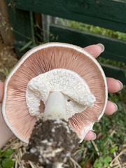 Agaricus subrufescens