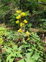 Thermopsis gracilis