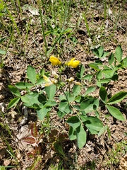 Thermopsis gracilis