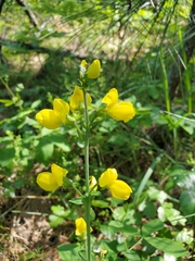 Thermopsis gracilis