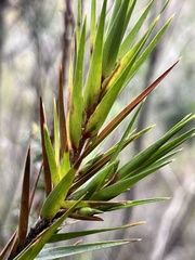 Styphelia longifolia