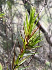 Styphelia longifolia
