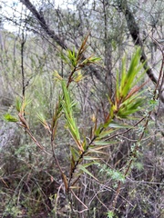 Styphelia longifolia