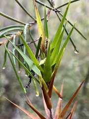 Styphelia longifolia