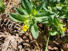 Lithospermum californicum
