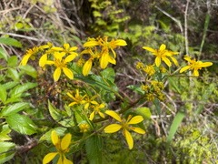 Bidens torta