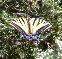 Papilio multicaudata